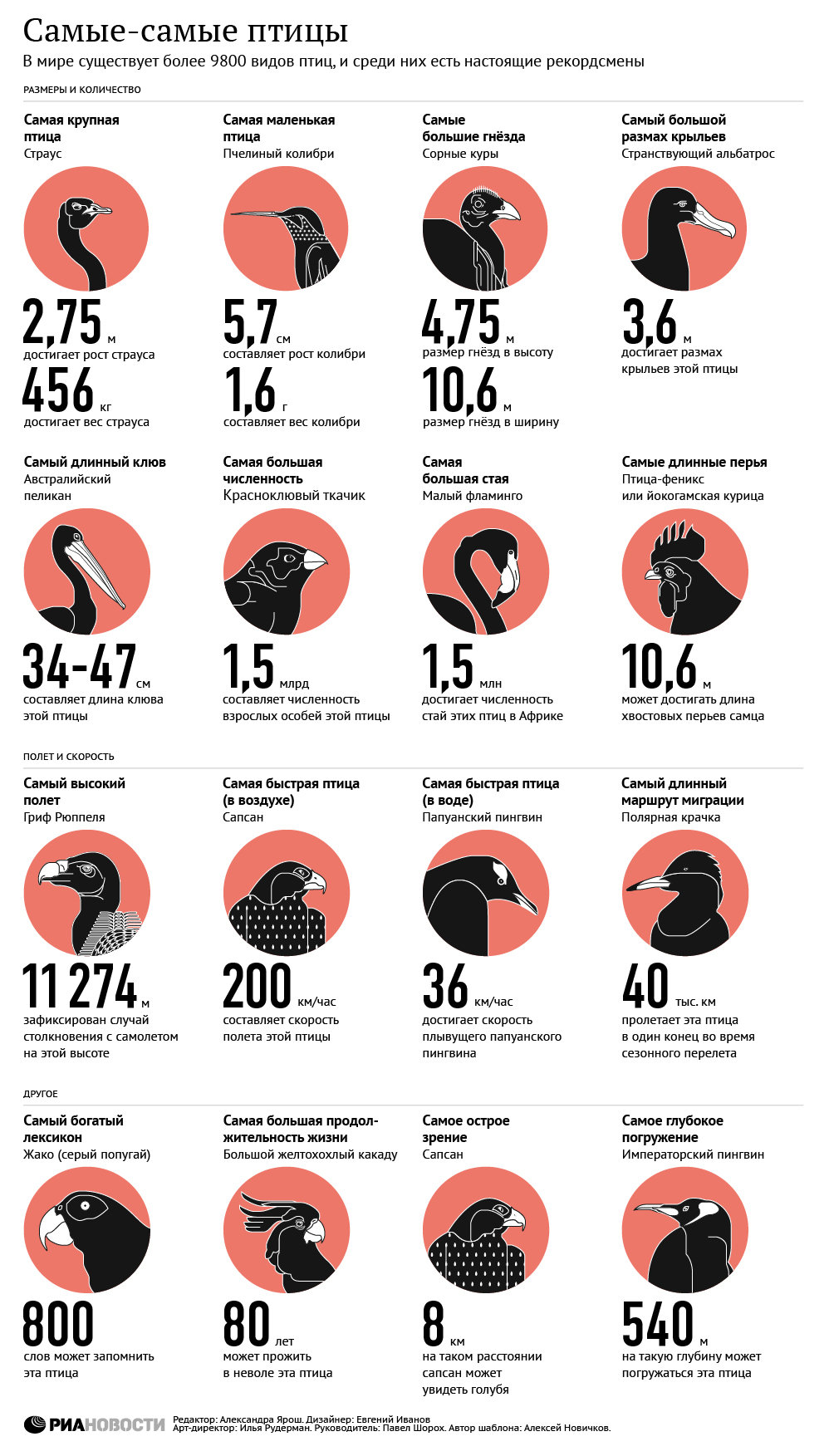 Самые самые птицы: все о пернатых рекордсменах