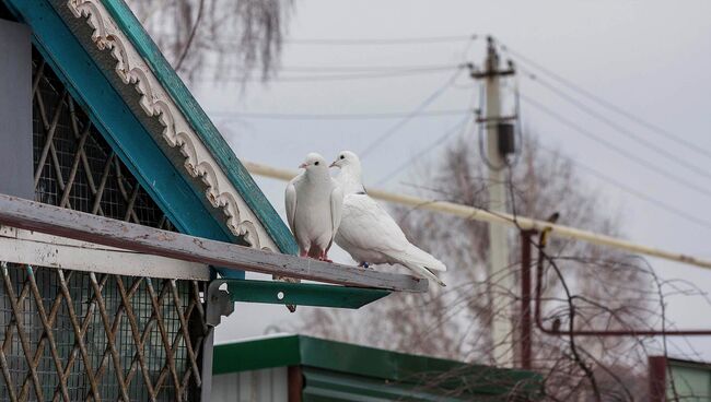 Голуби