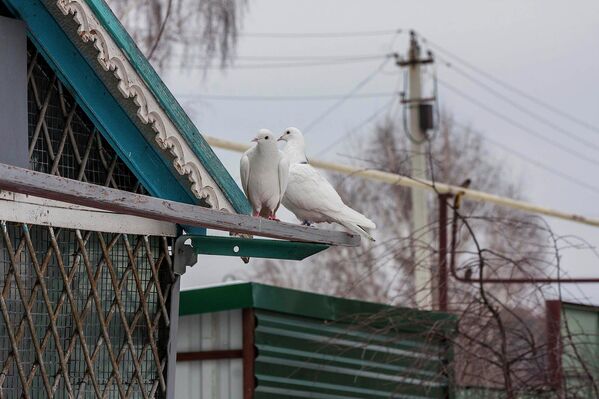 Частная голубятня на окраине Новосибирска