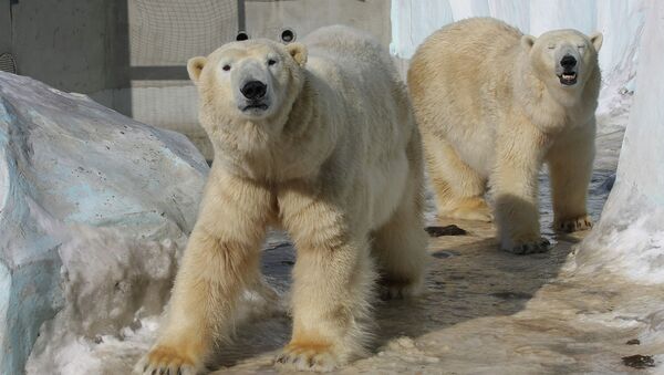 Белые медведи Кай и Герда в зоопарке Новосибирска