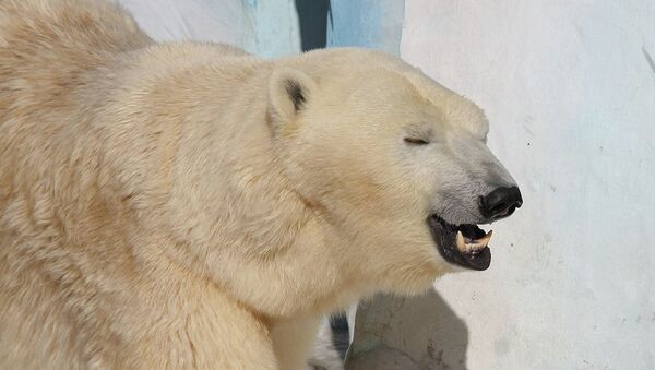Белый медведь в новосибирском зоопарке, архивное фото