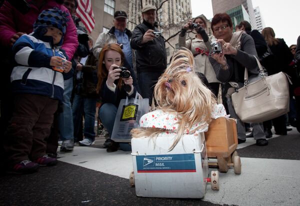 Собака принимает участие в пасхальноим параде в Нью-Йорке