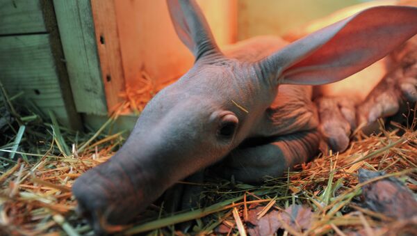 Детеныш трубкозуба, родившийся в Екатеринбургском зоопарке