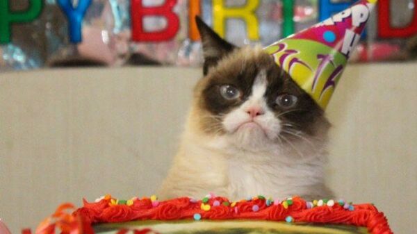 День рождения кота - сценарий для веселого праздника
