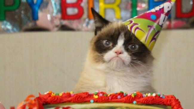 Кошка по имени Соус Тартар, известная в Сети как Grumpy Cat