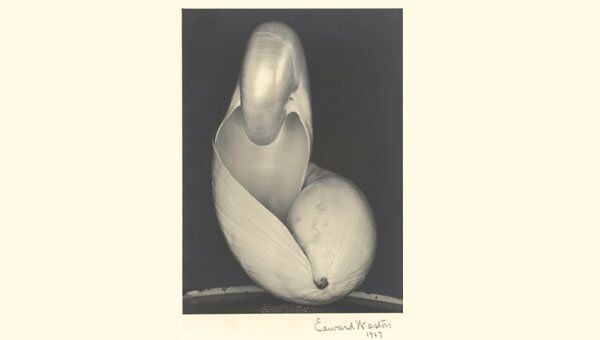 Натюрморт Две раковины американского фотографа-авангардиста Эдварда Уэстона