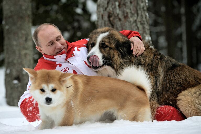 Прогулка В.Путина с собаками в Московской области