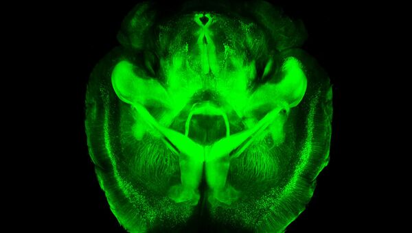 Прозрачный мозг мыши, подсвеченный флуоресцентным красителем