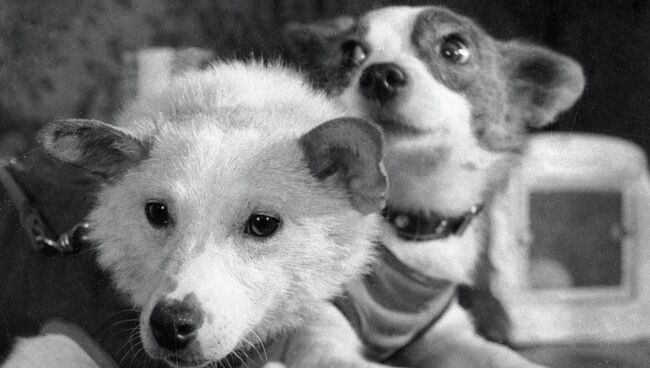 Белка и Стрелка Белка и Стрелка