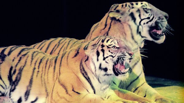 Аттракцион с сумматранскими тиграми