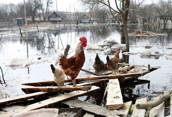 Весенний паводок подтопил деревни в Гомельской области
