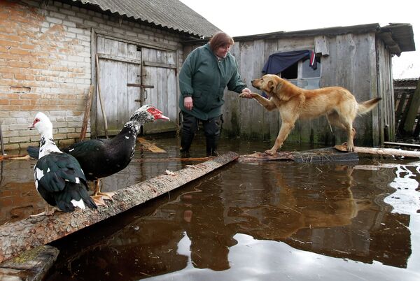 Жительница деревни Хлупин Гомельской области с животными в затопленном паводком дворе своего дома