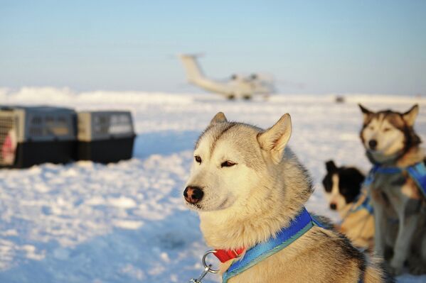 Ездовые собаки, участвующие в экспедиции Карелия – Северный Полюс – Гренландия