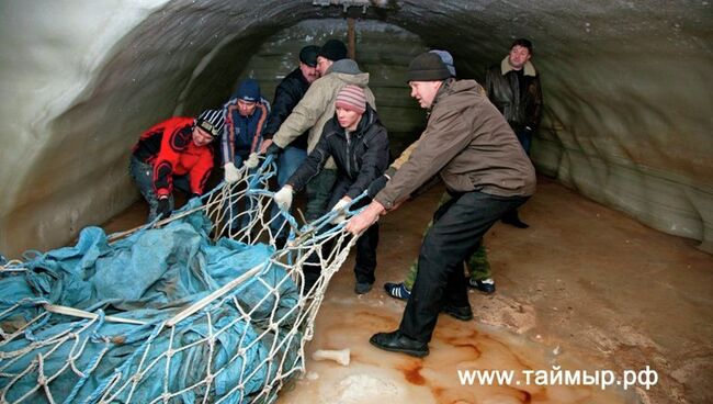 Останки мамонта Жени с Таймыра отправлены для изучения в Санкт-Петербург