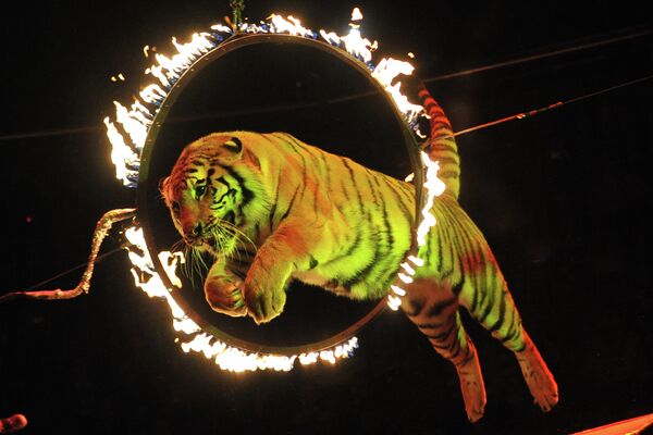Шоу Королевские тигры Суматры в Сочинском государственном цирке
