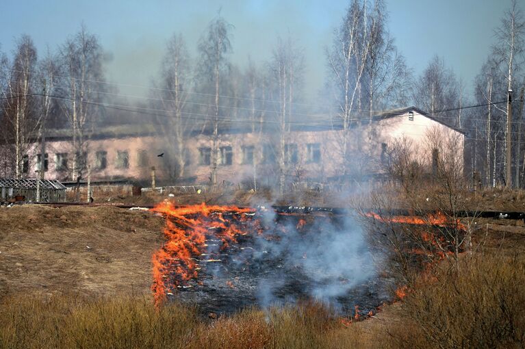 Пал сухой травы в Новгородской области