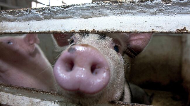 В Кузбассе уничтожат всех свиней в радиусе пяти километров от очага АЧС