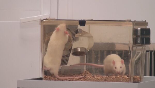 Тысячи крыс и мышей живут под Новосибирском в абсолютной чистоте