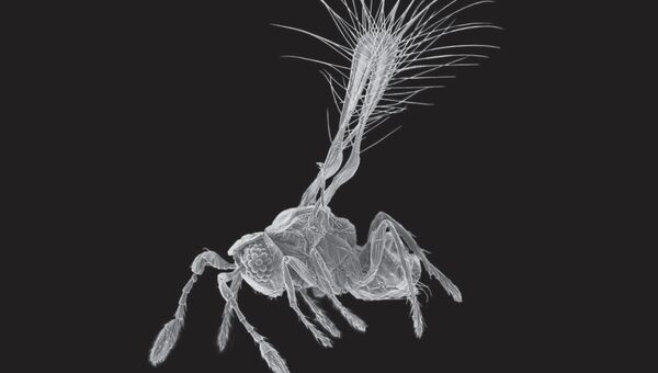 Микроскопическая оса-фея Tinkerbella nana, найденная в одном из лесов Коста-Рики