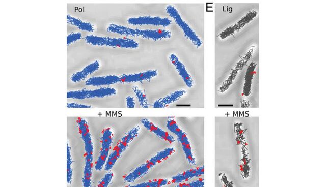 Процесс починки ДНК молекулами полимеразы и лигазы. Снимок PALM-микроскопа Процесс починки ДНК молекулами полимеразы и лигазы. Снимок PALM-микроскопа