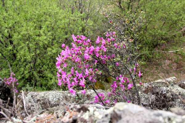 Цветение маральника в Горном Алтае Цветение маральника в Горном Алтае