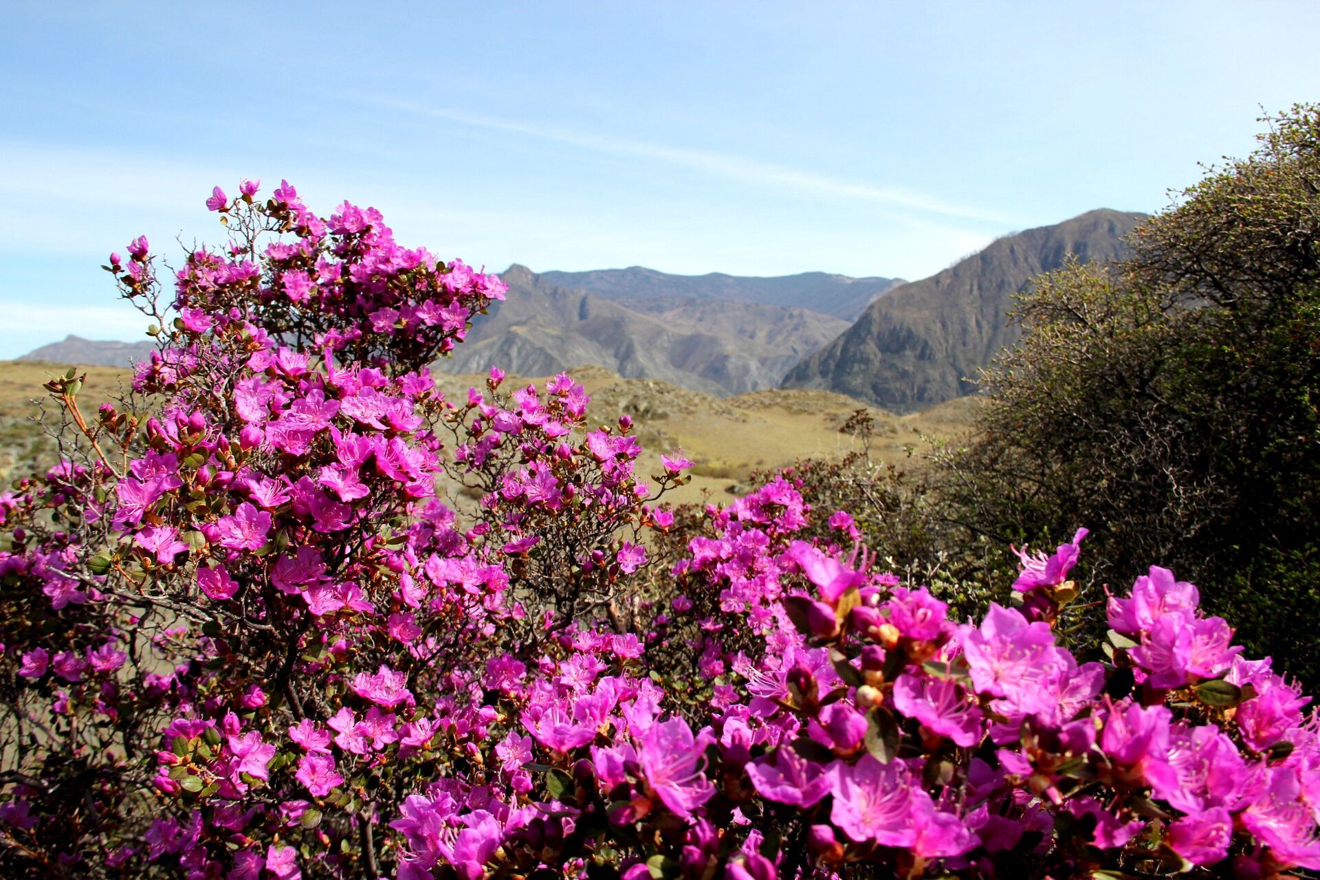 Созерцать цветение маральника Алтайская Сакура