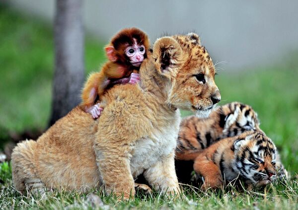 Детеныш обезьяны, львенок и тигрята в зоопарке Guaipo Manchurian Tiger Park в Шэньяне