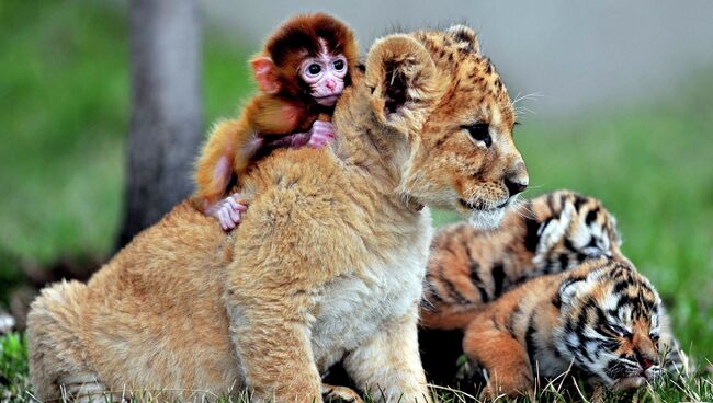 Детеныш обезьяны, львенок и тигрята в зоопарке Guaipo Manchurian Tiger Park в Шэньяне