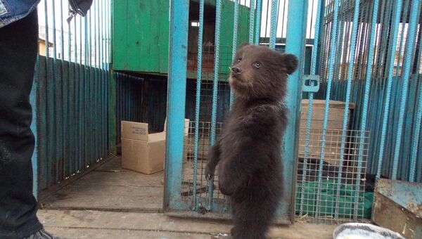 Жители поселка под Томском нашли медвежонка, потерявшего маму, и передали его в зоопарк
