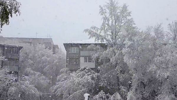 Ветки деревьев ломались под тяжестью снега после майской жары в Барнауле