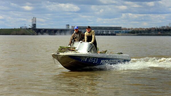 Новосибирские специалисты создали на Оби искусственные нерестилища для рыб из еловых веток