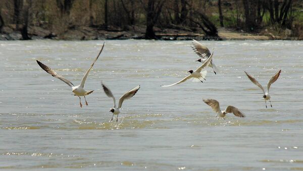 Птицы летят над водой на Оби. Архивное фото