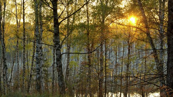 Закат в осеннем лесу, архивное фото
