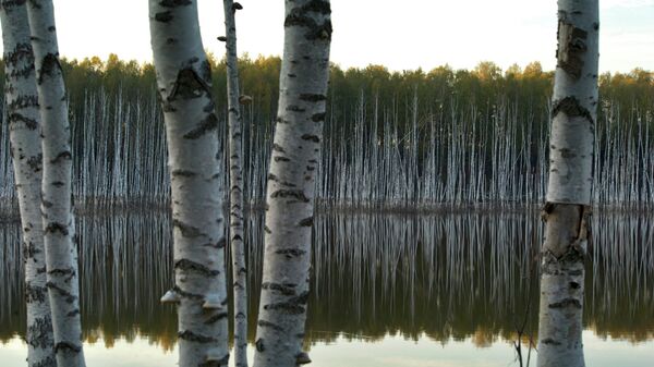 Березовый лес Подмосковья. Архивное фото