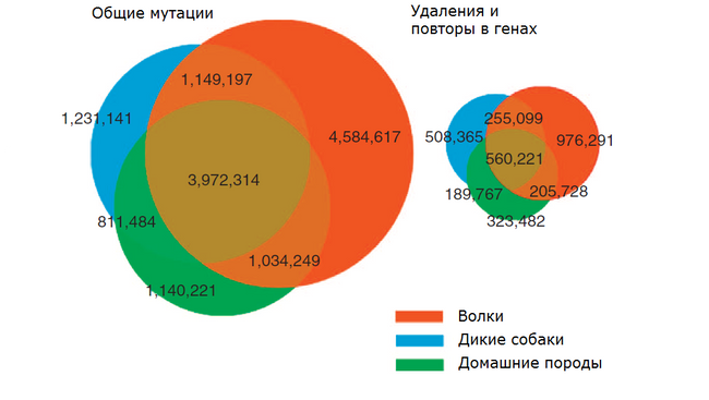 Карта генетических сходств и различий между волками, дикими собаками из Китая и домашними породами псовых