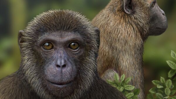 Так художник представил себе руквапитека и нсунгвепитека – возможных последних предков протолюдей и мартышковых обезьян