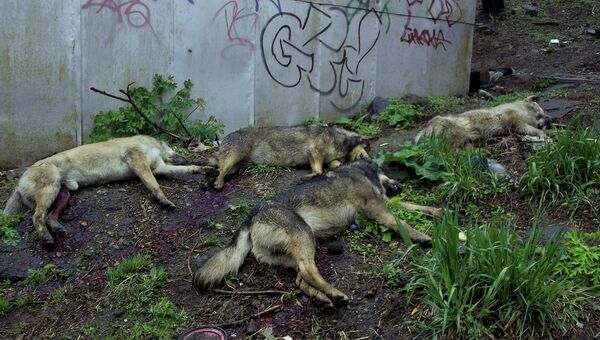 Убитые собаки во Владивостоке