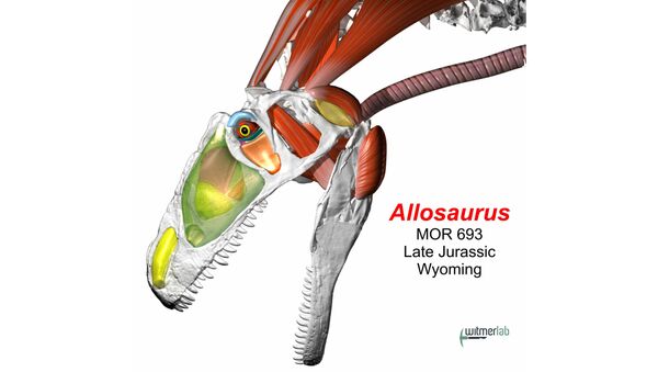 Модель черепа и мускулов шеи аллозавра