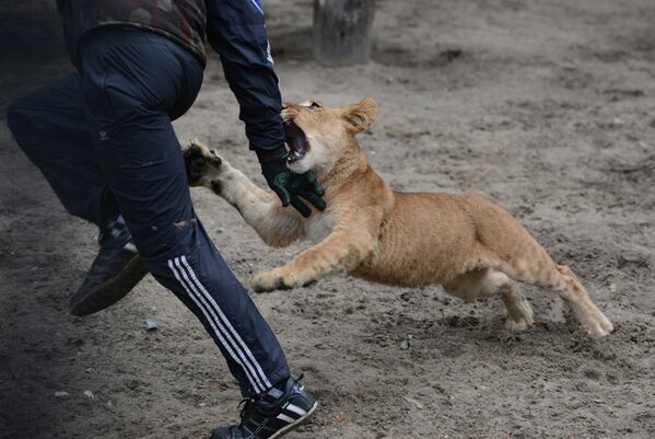 Сотрудник зоопарка играет в вольере с детенышем африканской львицы Натя и льва Зевса