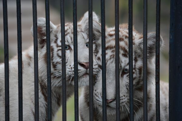 Белые тигрята, детеныши белого тигра Зао и тигрицы Зайка, в вольере Новосибирского зоопарка