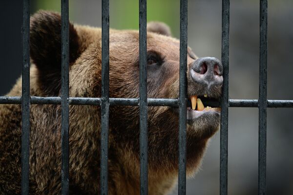 Медведь в вольере Новосибирского зоопарка