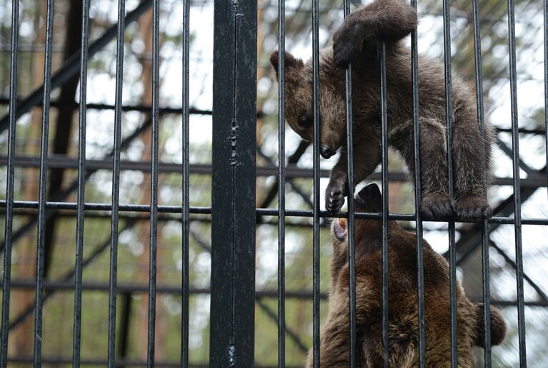 Медвежонок, детеныш бурого медведя Леха и медведицы Валя в вольере Новосибирского зоопарка