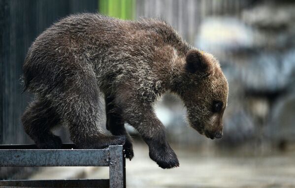 Медвежонок, детеныш бурого медведя Леха и медведицы Валя в вольере Новосибирского зоопарка
