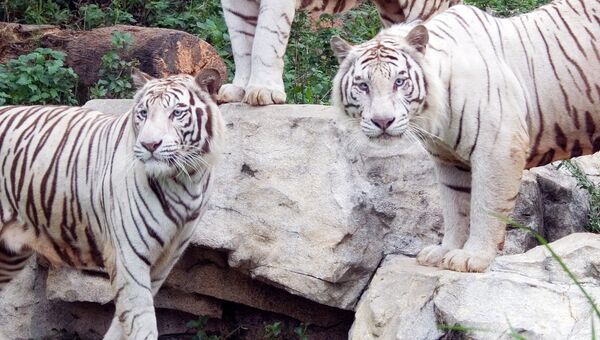 Белые тигры в одном из зоопарков Китая