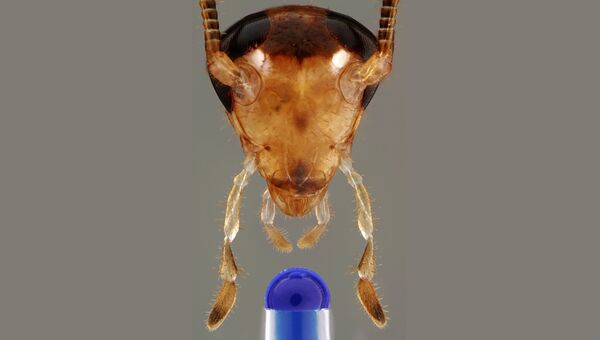 Голова таракана-прусака, его вкусовые рецепторы на усиках и капля горькой глюкозы