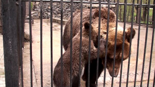 Медвежонок сосет молоко и кусает маму в зоопарке Новосибирска