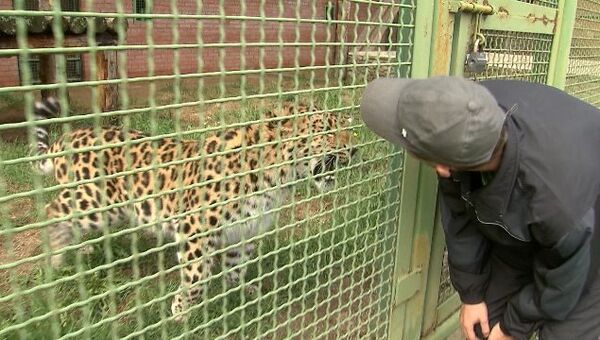 Семья редких леопардов живет в Подмосковье и готовится к пополнению