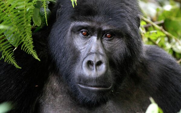 Исчезающий вид горилл в Национальном парке в Уганде