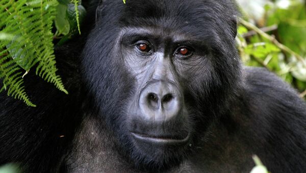 сколько лет живут гориллы