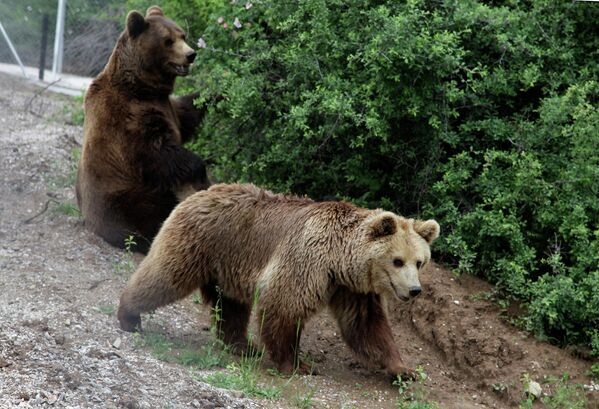 Два медведя, Ари и Арина, в частном зоопарке в Косово
